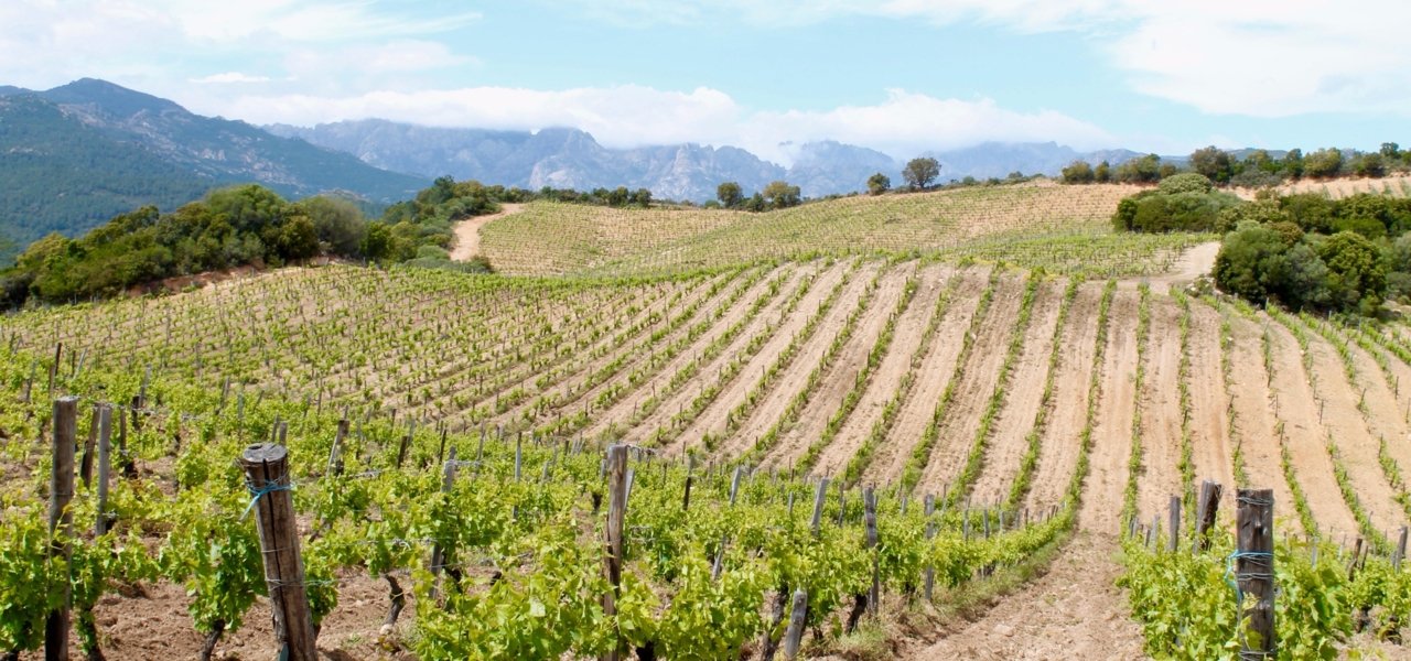 Wine tour in Corsica
